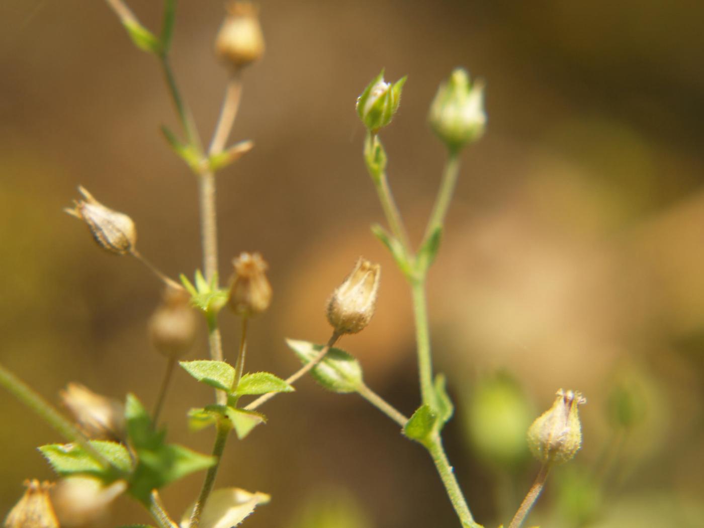 Sandwort, Slender fruit